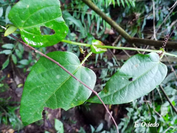 Passiflora oerstedii