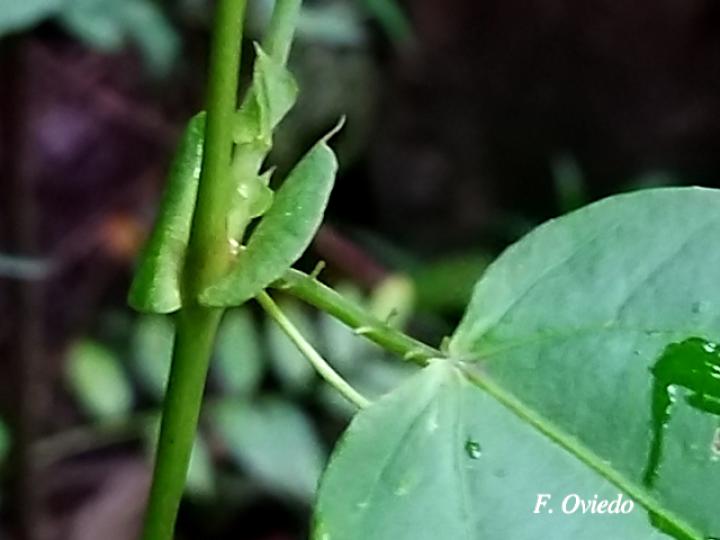 Passiflora oerstedii