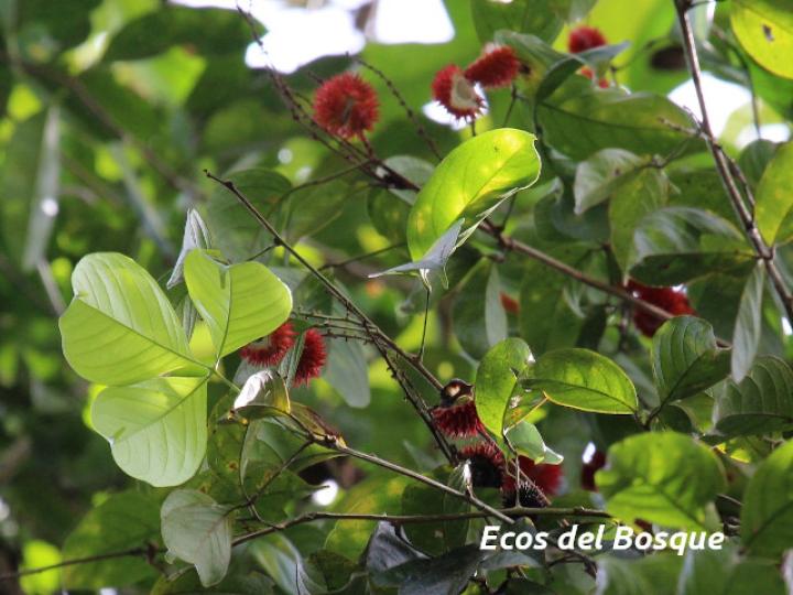 Paullinia granatensis