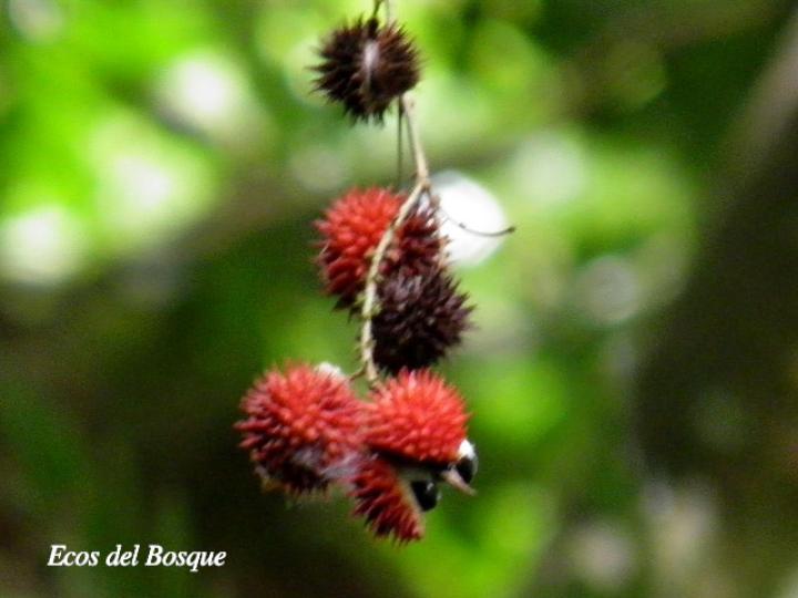 Paullinia granatensis