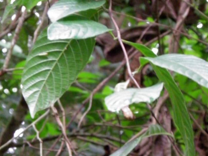 Paullinia granatensis