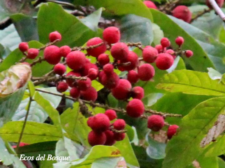 Paullinia bracteosa