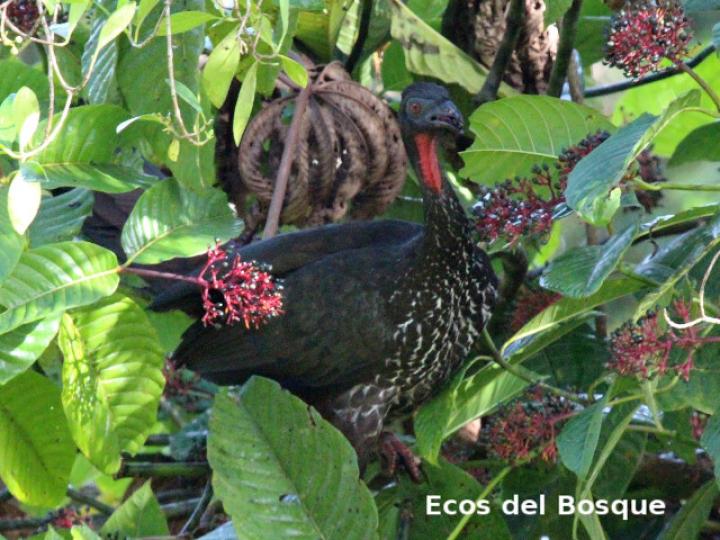 Palicourea guianensis (Cafecillo)