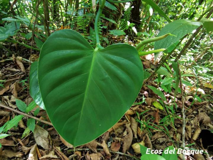 Philodendron platypetiolatum