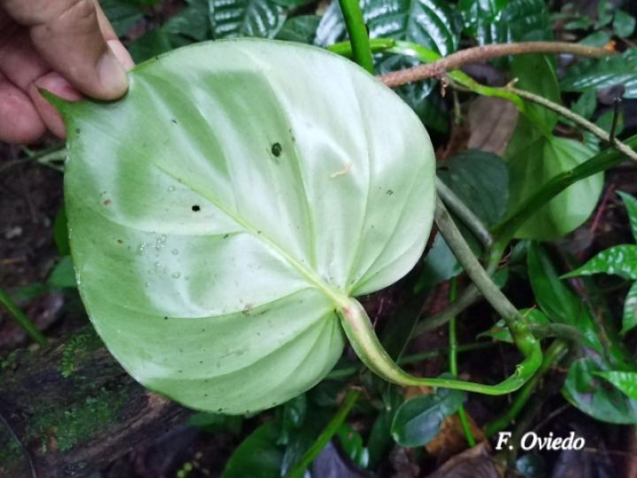 Philodendron platypetiolatum