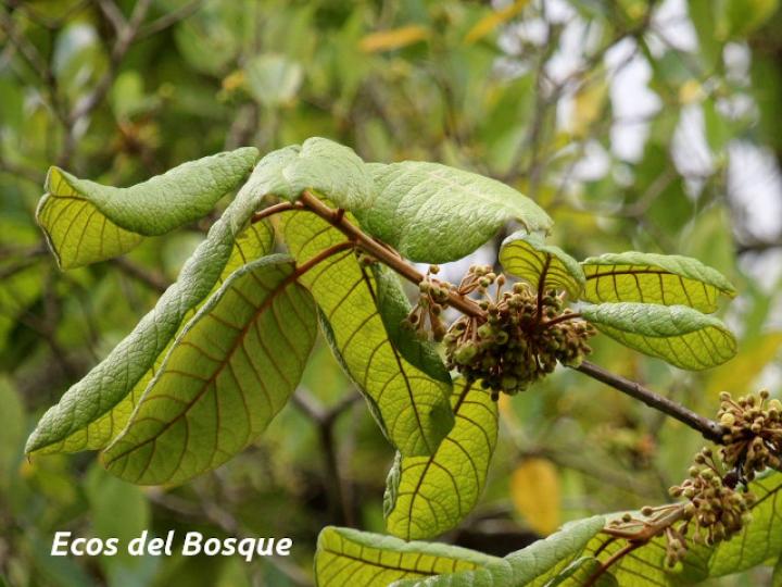Pouteria bulliformis