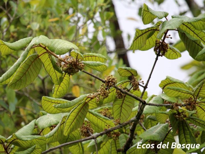 Pouteria bulliformis