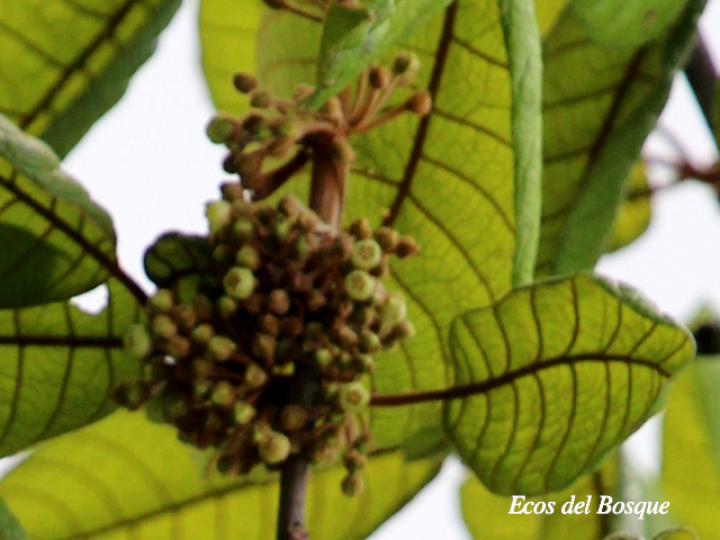 Pouteria bulliformis