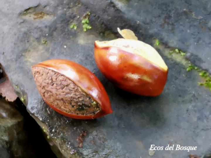 Pouteria campechiana (Canistel)