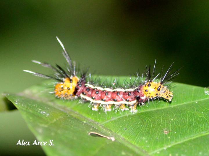 Psoloptera thoracica