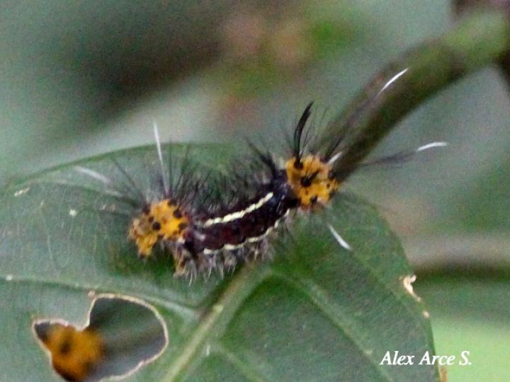 Psoloptera thoracica