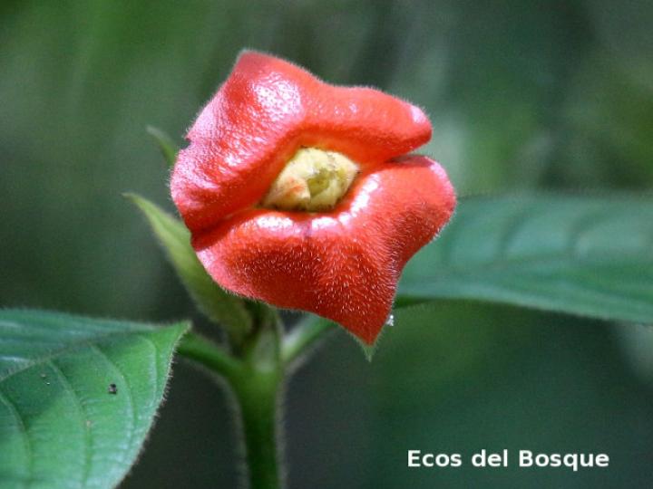 Psychotria poeppigiana (Labios ardientes)