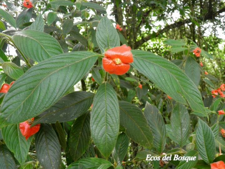 Psychotria poeppigiana (Labios ardientes)