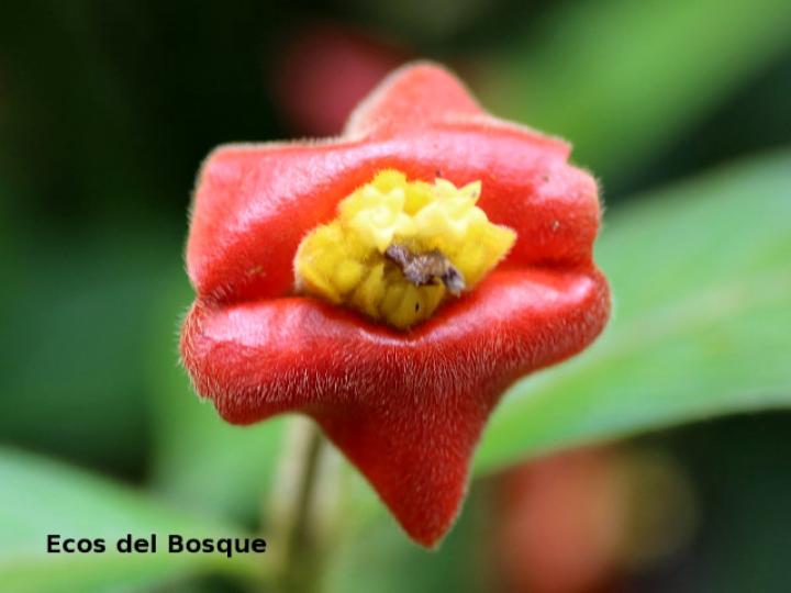 Psychotria poeppigiana (Labios ardientes)