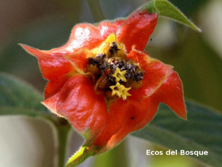 Psychotria poeppigiana (Labios ardientes)