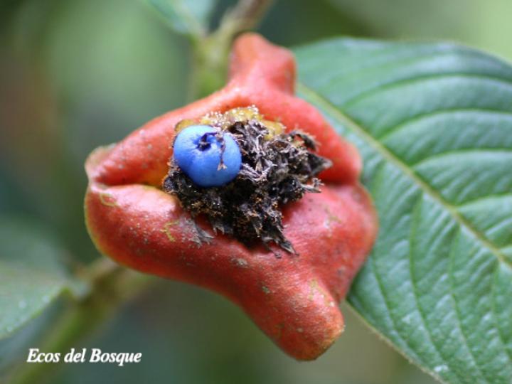 Psychotria poeppigiana (Labios ardientes)