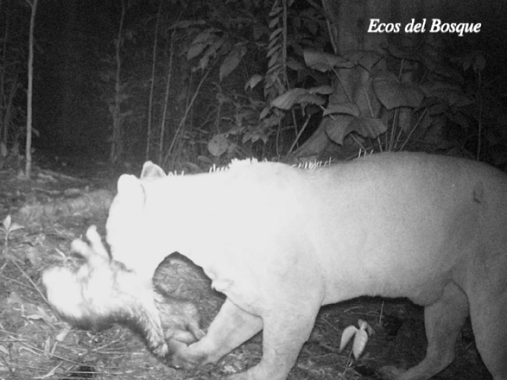 Puma concolor costaricensis
