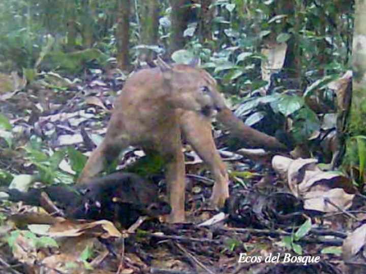 Puma concolor costaricensis