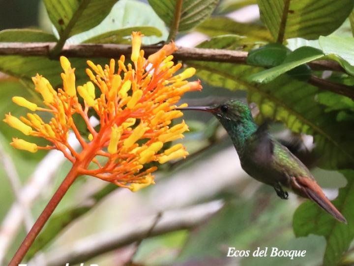 Palicourea guianensis (Cafecillo)