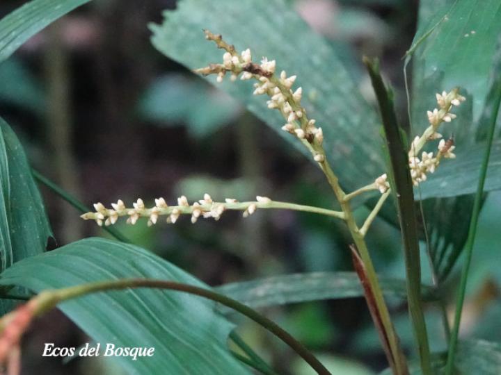Reinhardtia gracilis var. rostrata (Palma ventana)