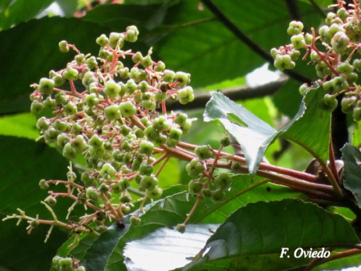 Saurauia yasicae (Moquillo)