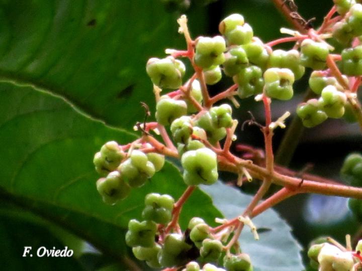 Saurauia yasicae (Moquillo)
