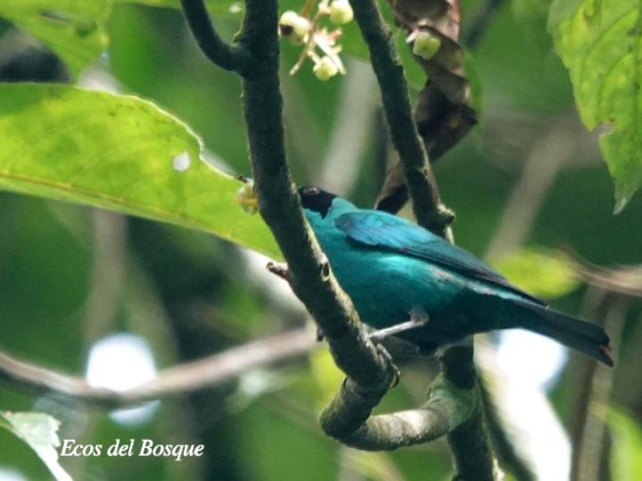 Saurauia yasicae (Moquillo)