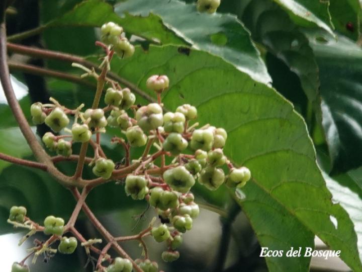 Saurauia yasicae (Moquillo)