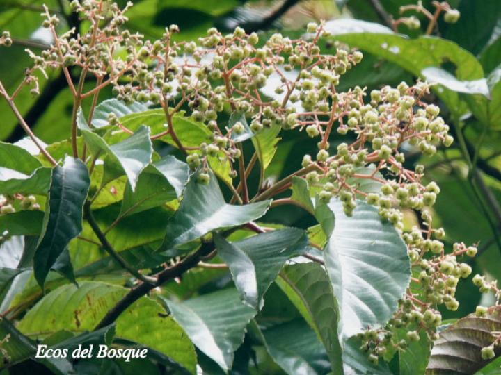 Saurauia yasicae (Moquillo)