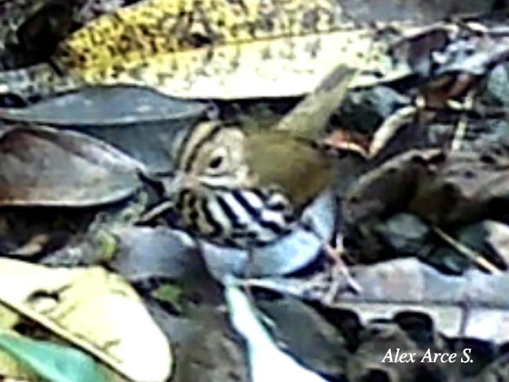 Seiurus aurocapilla (Reinita hornera)