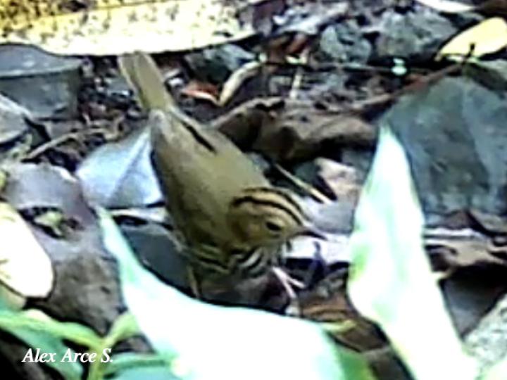 Seiurus aurocapilla (Reinita hornera)