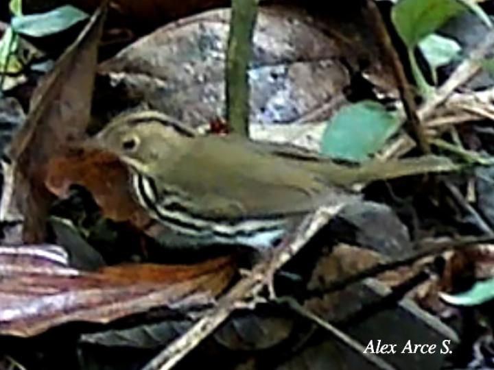 Seiurus aurocapilla (Reinita hornera)