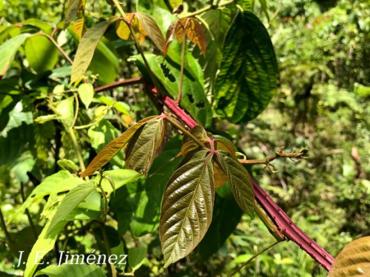 Serjania mexicana (Bejuco espinoso)