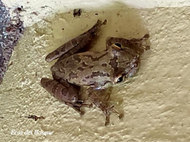 Smilisca sordida (Rana arborícola parda)