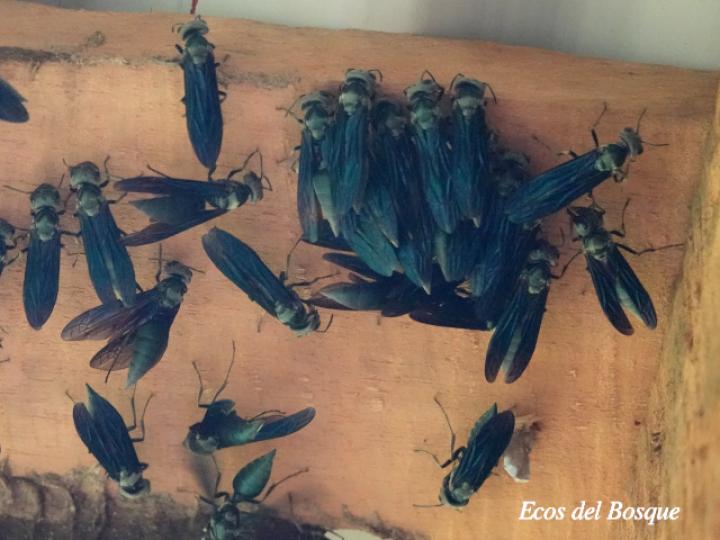 Synoeca septentrionalis (Avispas de chorro)