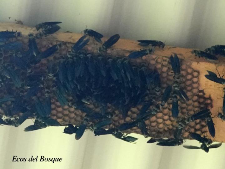 Synoeca septentrionalis (Avispas de chorro)