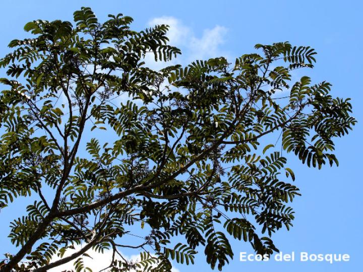 Zanthoxylum riedelianum (Lagartillo, Lagarto amarillo)