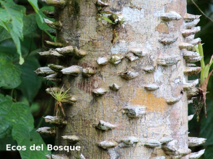 Zanthoxylum riedelianum (Lagartillo, Lagarto amarillo)