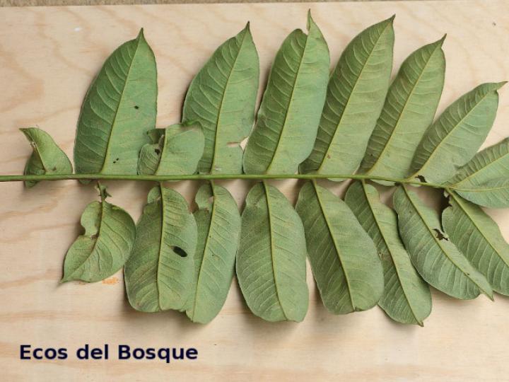 Zanthoxylum riedelianum (Lagartillo, Lagarto amarillo)