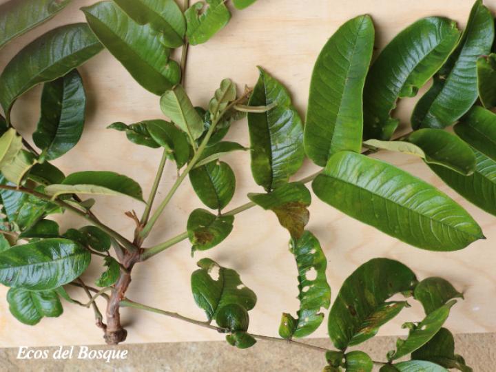 Zanthoxylum riedelianum (Lagartillo, Lagarto amarillo)