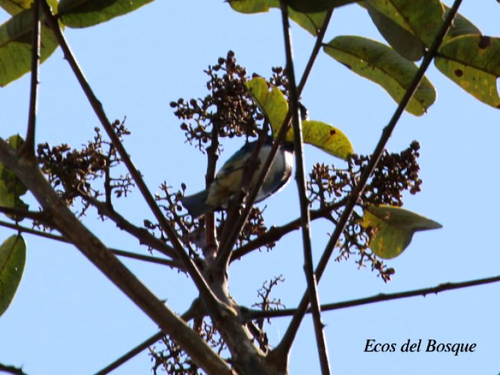 Zanthoxylum riedelianum (Lagartillo, Lagarto amarillo)