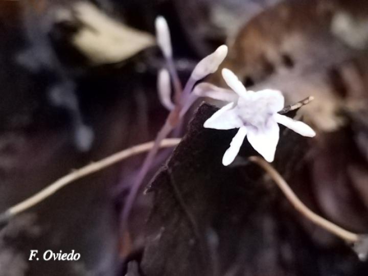 Apteria aphylla