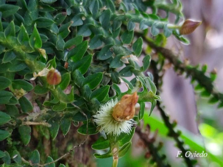 Dichaea costaricensis