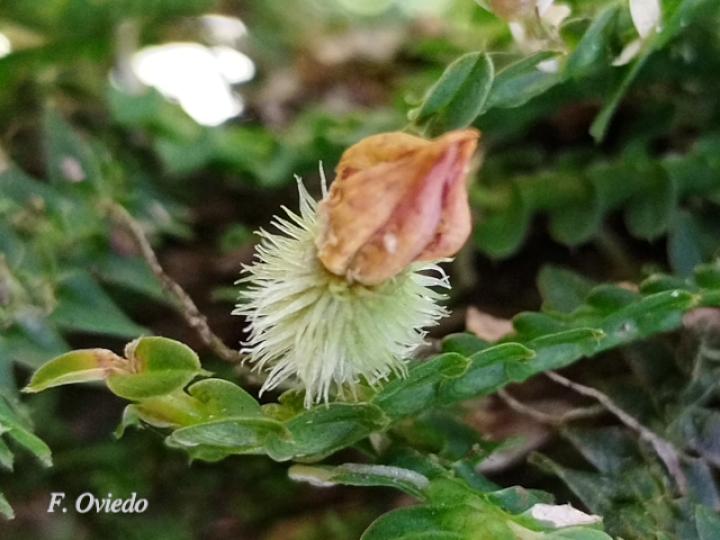 Dichaea costaricensis