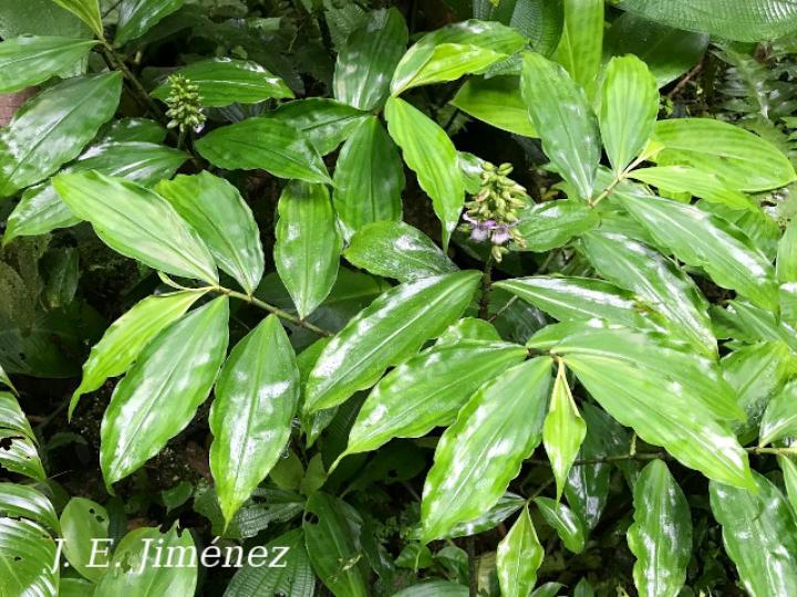 Dichorisandra amabilis