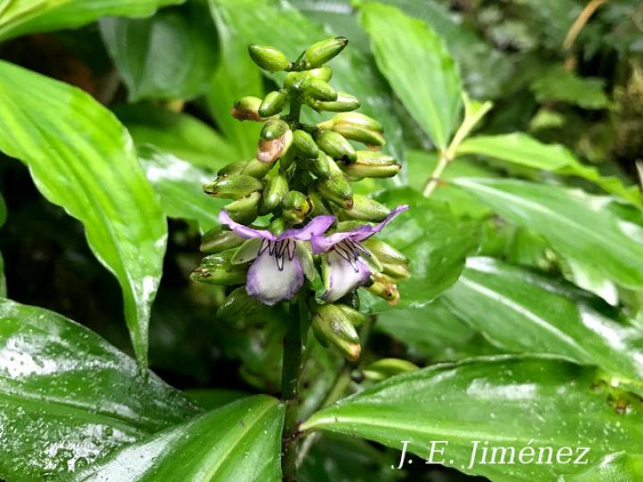 Dichorisandra amabilis