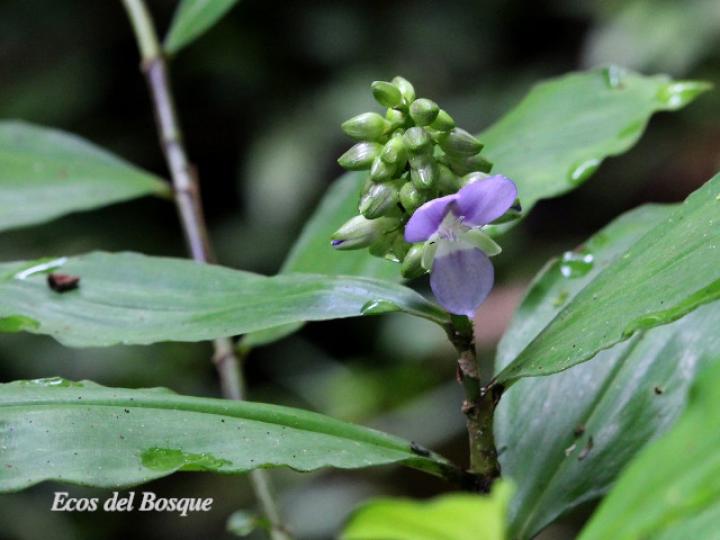 Dichorisandra amabilis