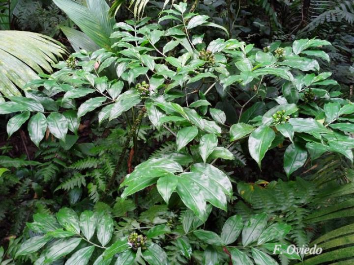 Dichorisandra amabilis