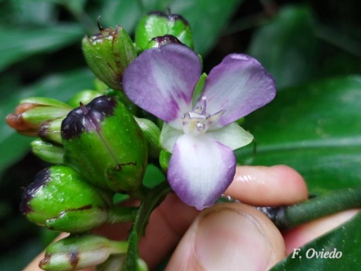 Dichorisandra amabilis