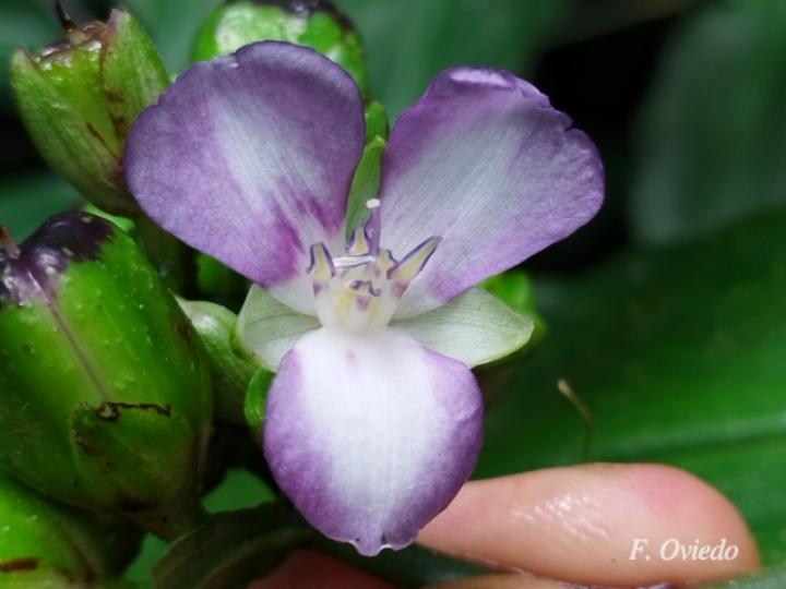 Dichorisandra amabilis